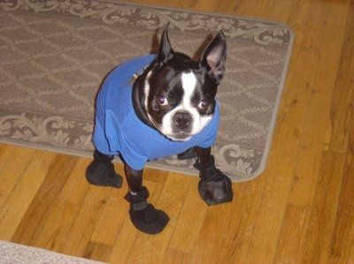 NWR: What kind of dog do you have?