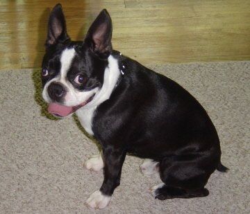 NWR: What kind of dog do you have?
