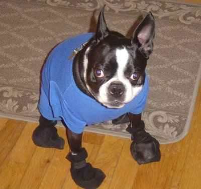 Let's see your pets!