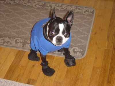 NWR: What kind of dog do you have?