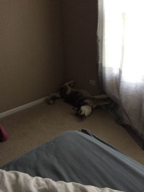 NWR- Furbaby Friday
