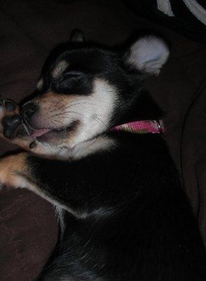 NWR: What kind of dog do you have?