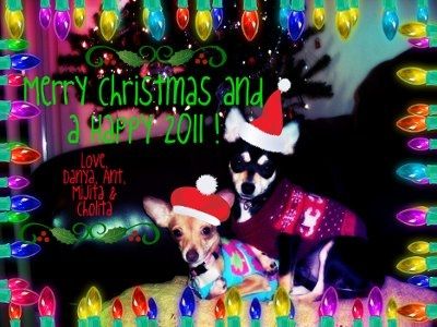 PR - Pet Related!