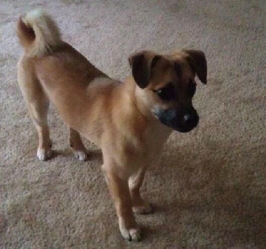 Let's see some FUR babies!