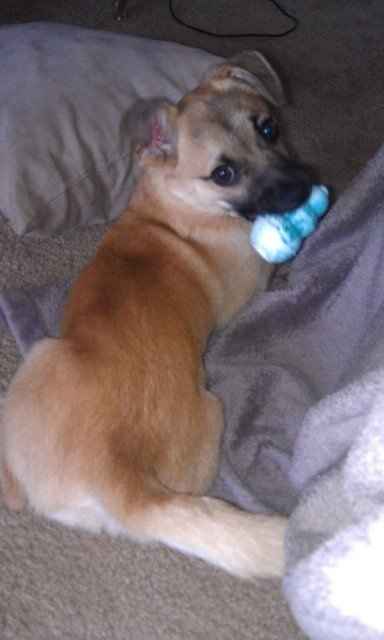 NWR - Sick puppy :*( pic