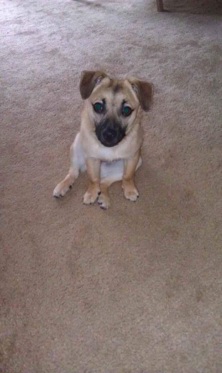 NWR - Sick puppy :*( pic