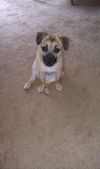 NWR - Sick puppy :*( pic