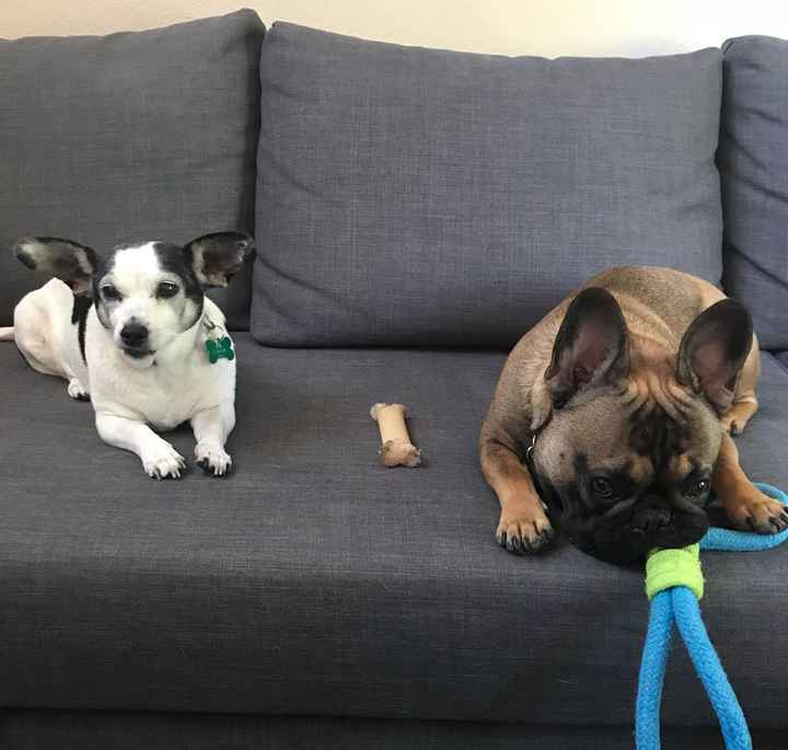 Ring post! Bonus if there’s fur babies involved! - 2