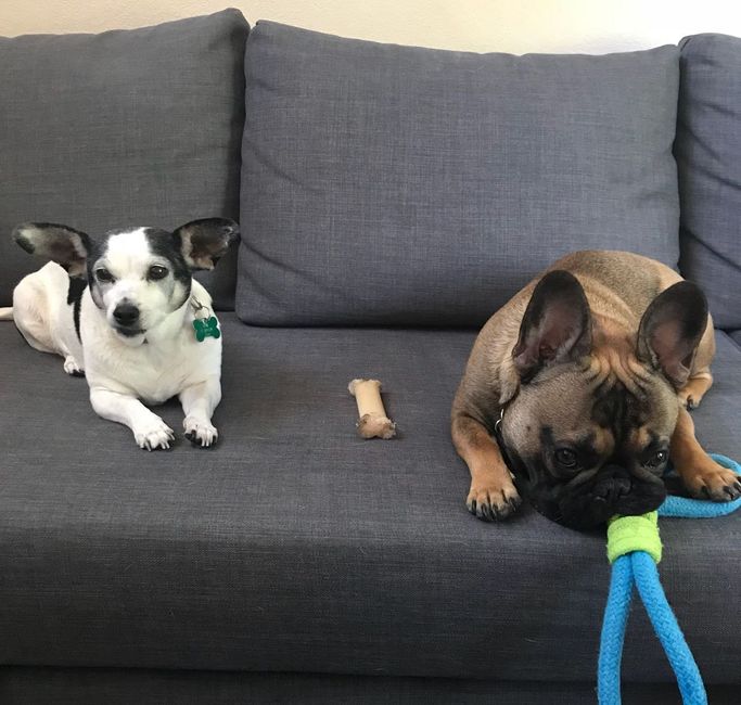 Ring post! Bonus if there’s fur babies involved! - 2