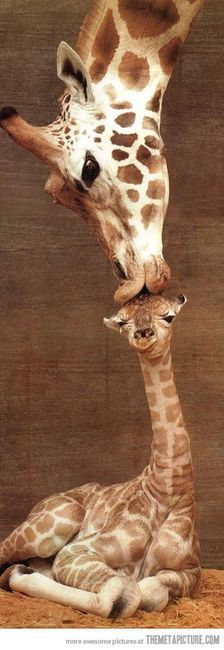NWR: Emergency Cute