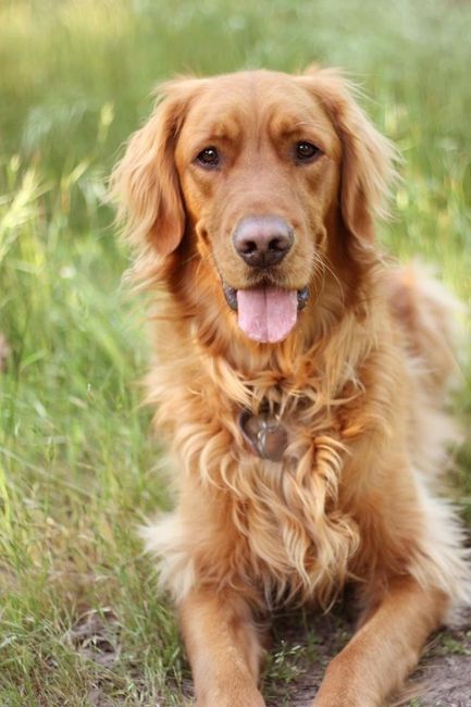 NWR: Lets talk pets.