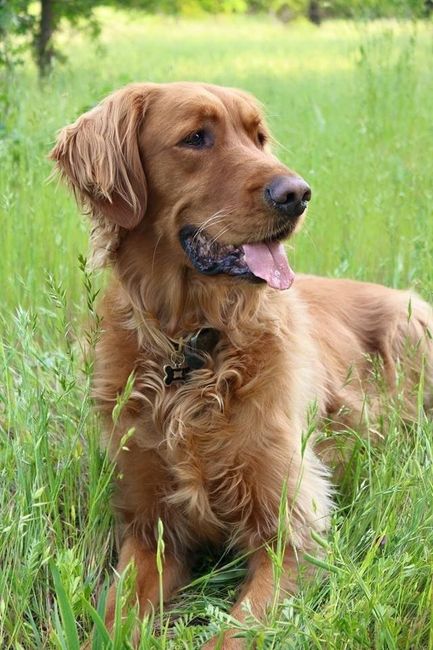 NWR: Lets talk pets.