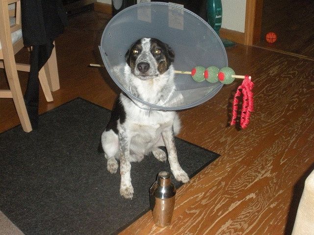 NWR: pets in costumes!!