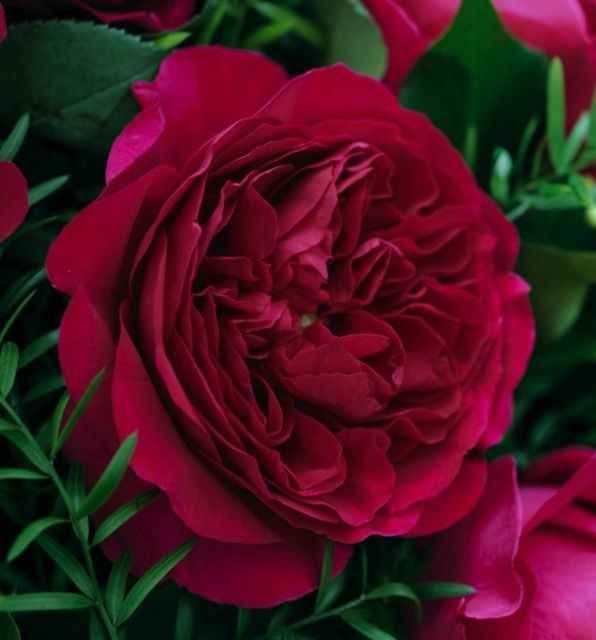 Flower inspirations - lets see them