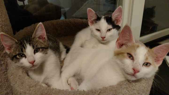 Just for fun, Kittens!!! ;-)