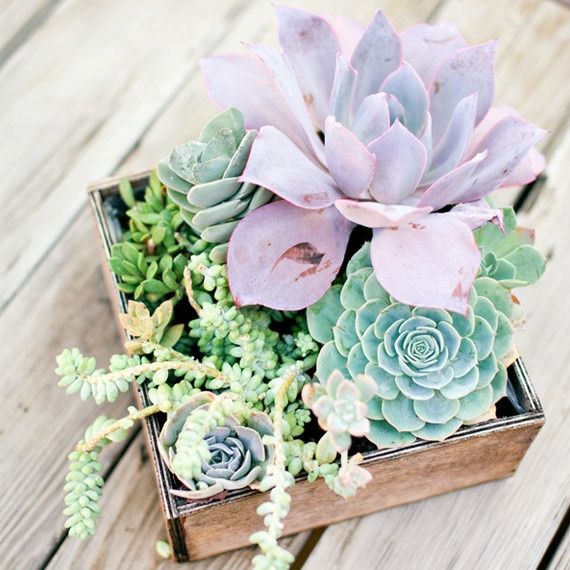 Planter box centerpieces *pics*