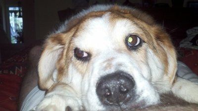 Furbabies!!! Lets show them off!