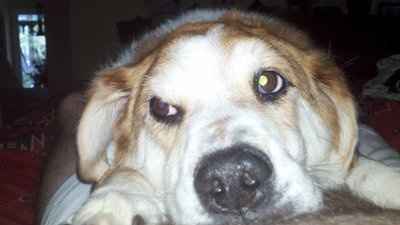 NWR: Lets see our pets!!