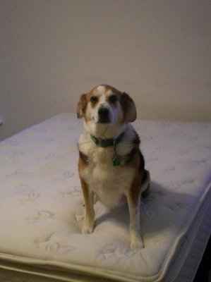 NWR: Lets see our pets!!