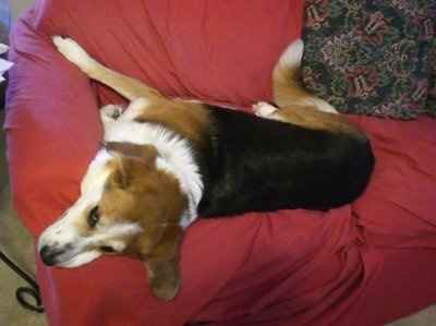 NWR: Lets see our pets!!