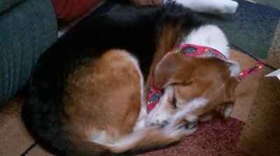 *NWR* Show me your pets/animals! *PICS*