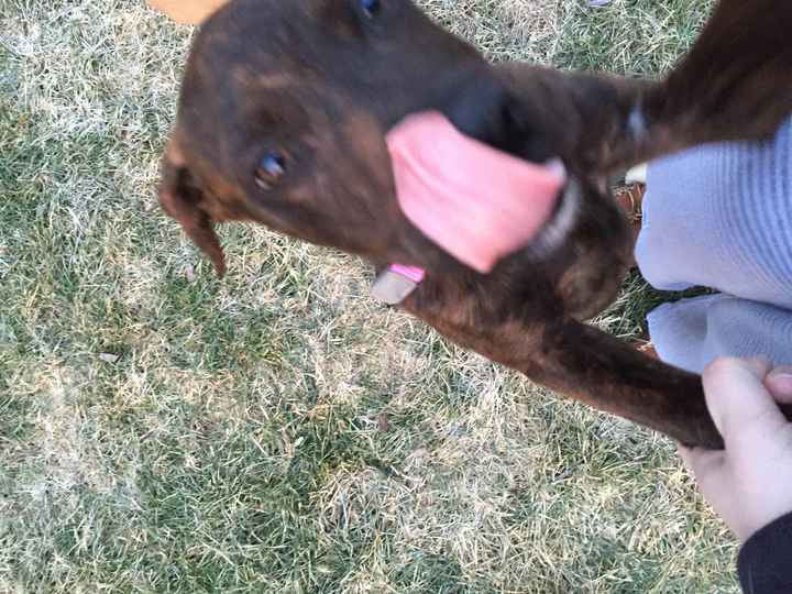 NWR: I rescued a puppy!