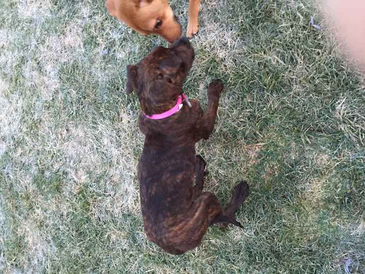 NWR: I rescued a puppy!