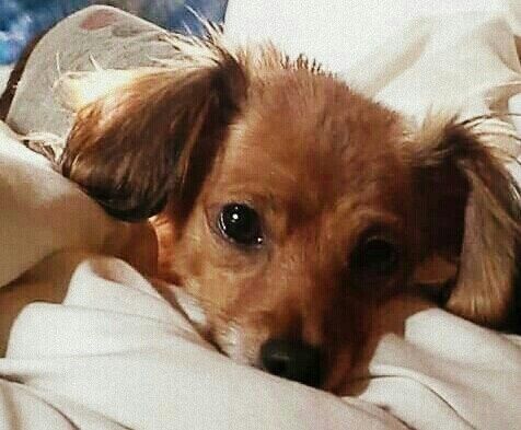 NWR: Show me your pups!