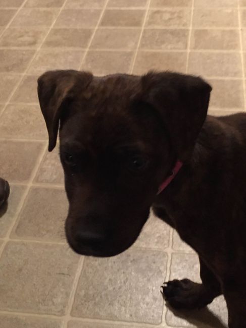 NWR: I rescued a puppy!