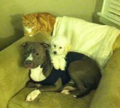 Show me your puppies!