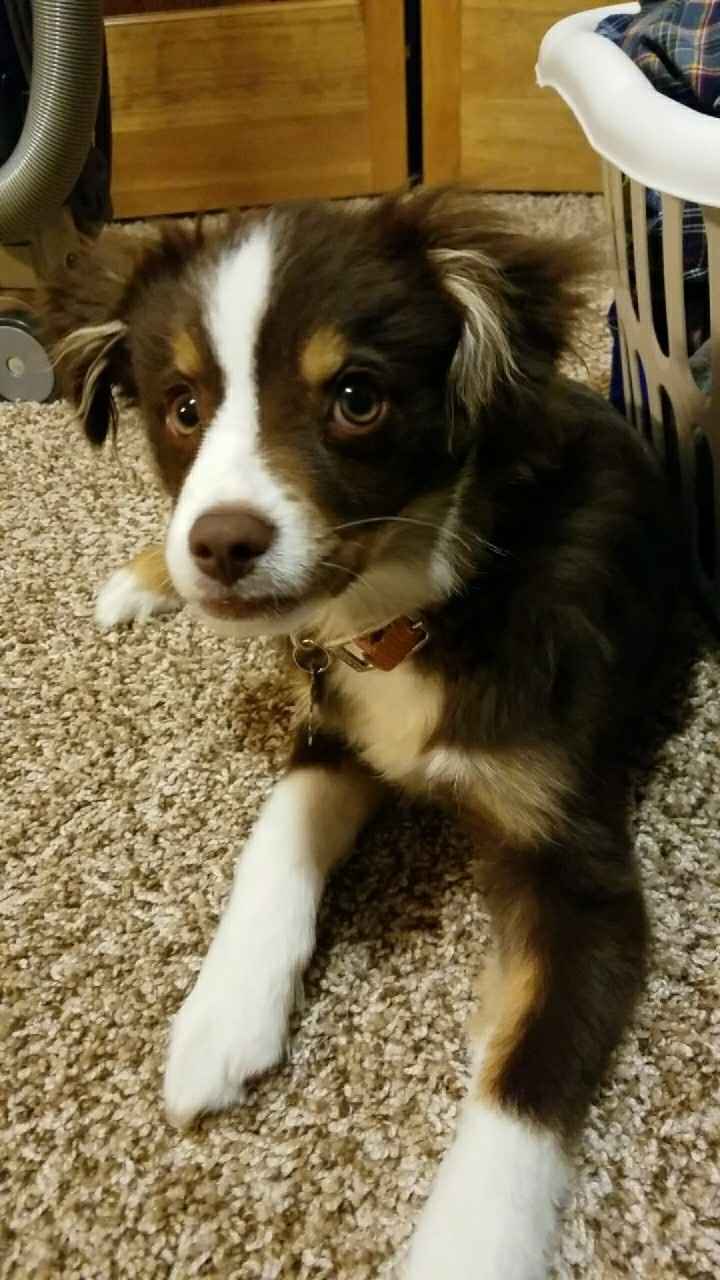 Let me see those fur babies!