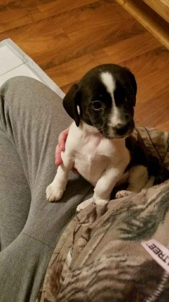 Nwr: fostering a puppy