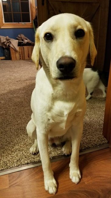 Let me see those fur babies!