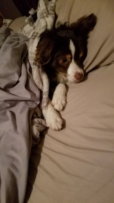 Today is National Pet Day! Let's see those fur babies :)