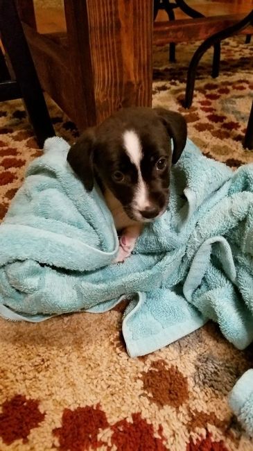 Nwr: fostering a puppy