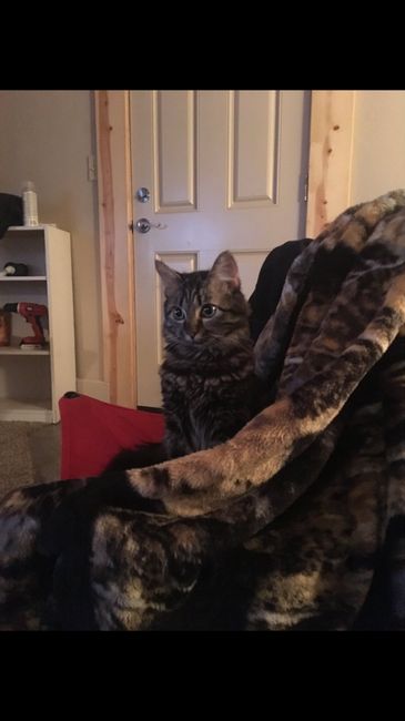 Show me your fur babies you and your SO have together! 23