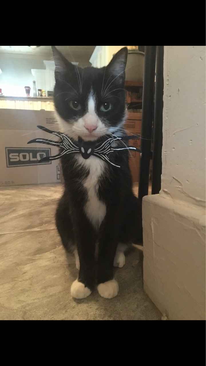 Show me your fur babies! - 2