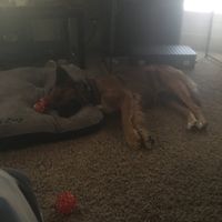 Show me your fur babies! - 3