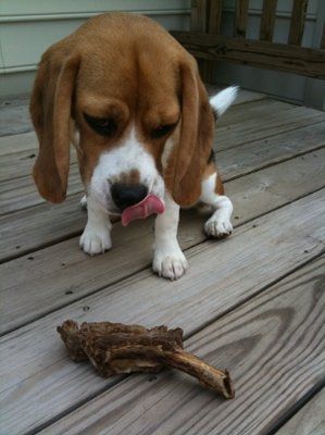 NWR: Show off your fur baby!
