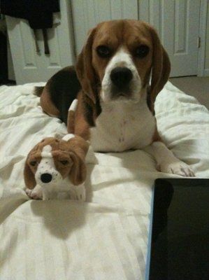 NWR: Show off your fur baby!