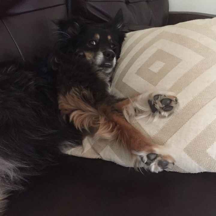 NWR: Name a weird/funny thing your pets do