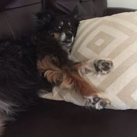 NWR: Name a weird/funny thing your pets do