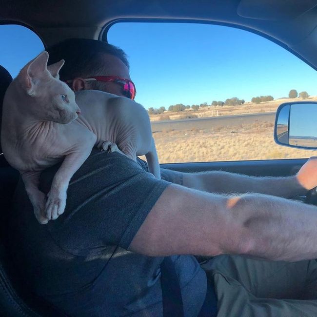 Ocean the Sphynx and fiance 