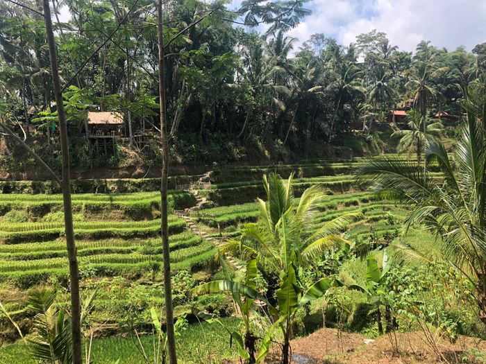 Bali honeymoon? - 1