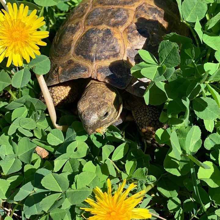 Show me your fur babies! - 3