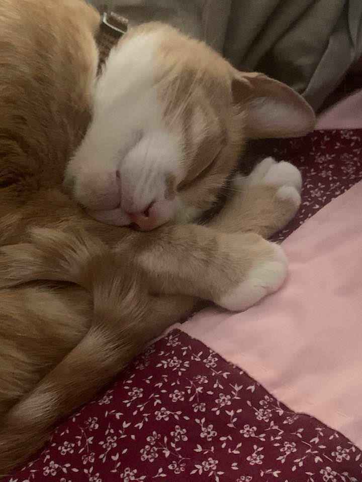 Let's see your fur babies!! - 3