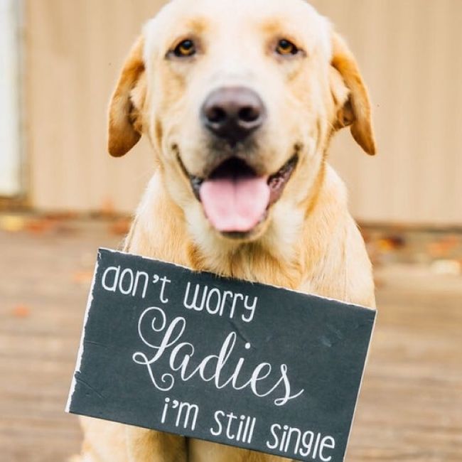Fur babies with engagement/wedding photos