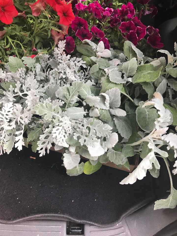 Dusty Miller