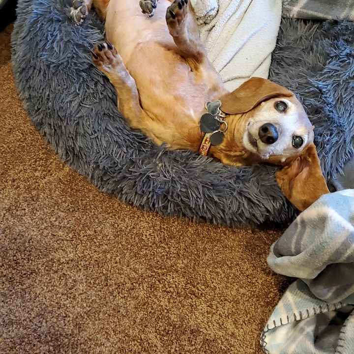 Let’s See Your Fur Babies! - 1