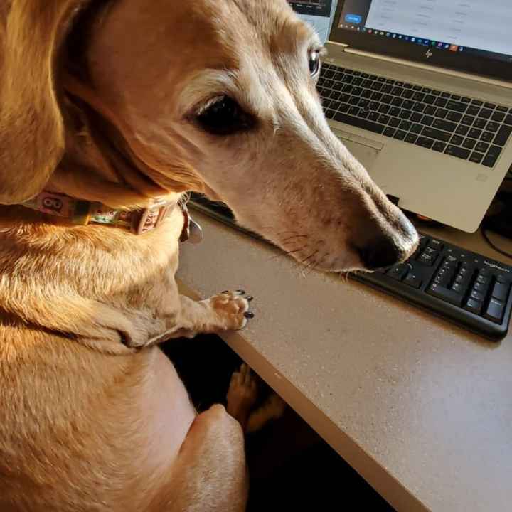 Let’s See Your Fur Babies! - 2